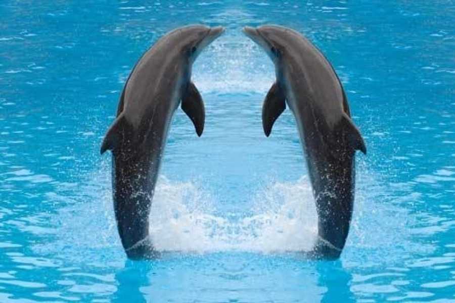  Sharm & Caire Summer 2025